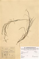 藏品(千金子)的圖片